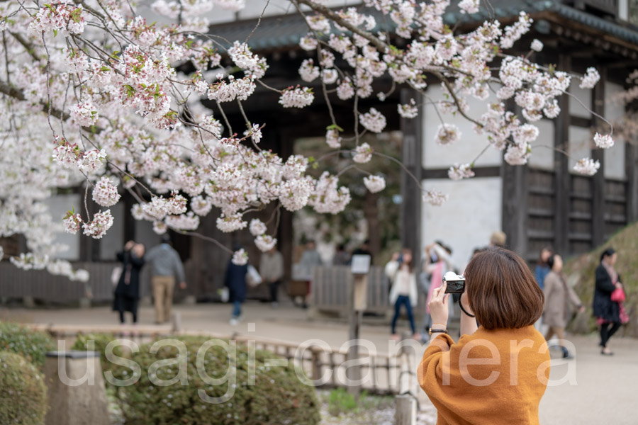 春の弘前公園