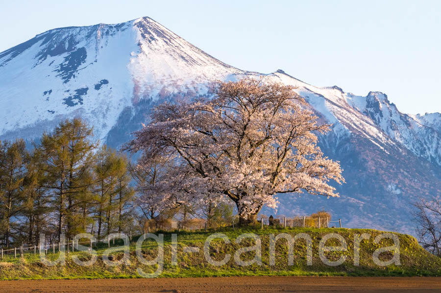 為内の一本桜