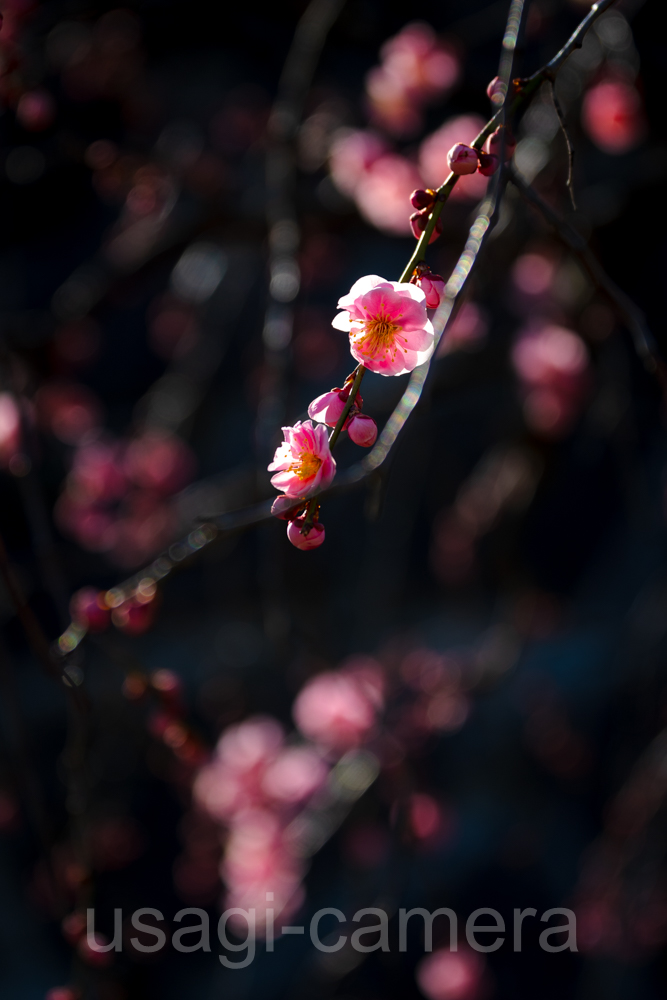 岩手県盛岡市　岩手公園