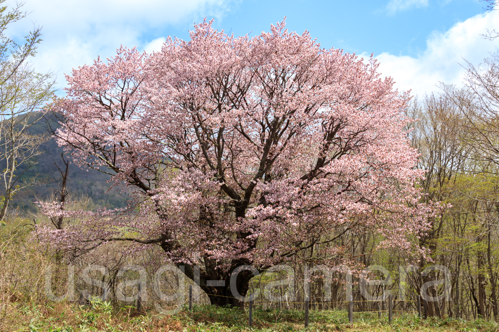 岩手県八幡平市　田代平の一本桜