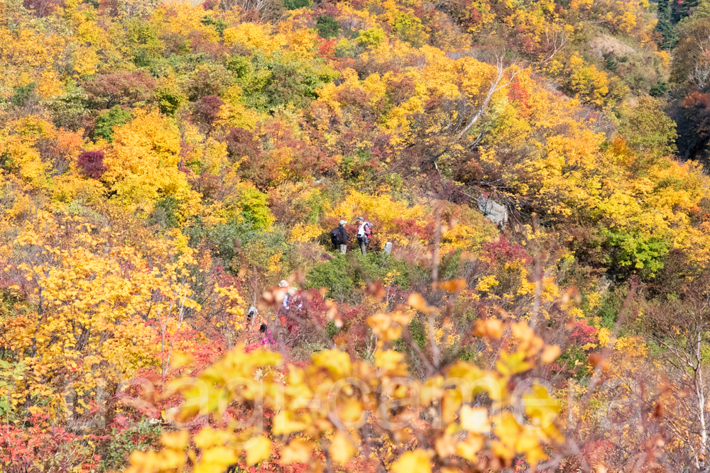 栗駒山の紅葉