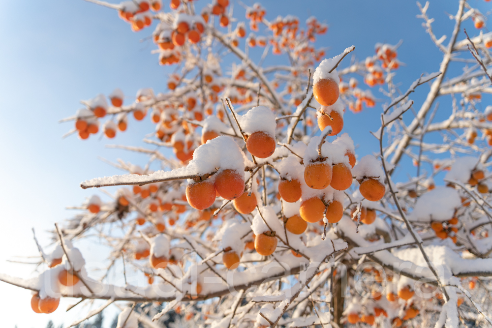 雪と柿