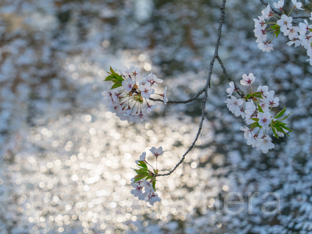 弘前公園の桜