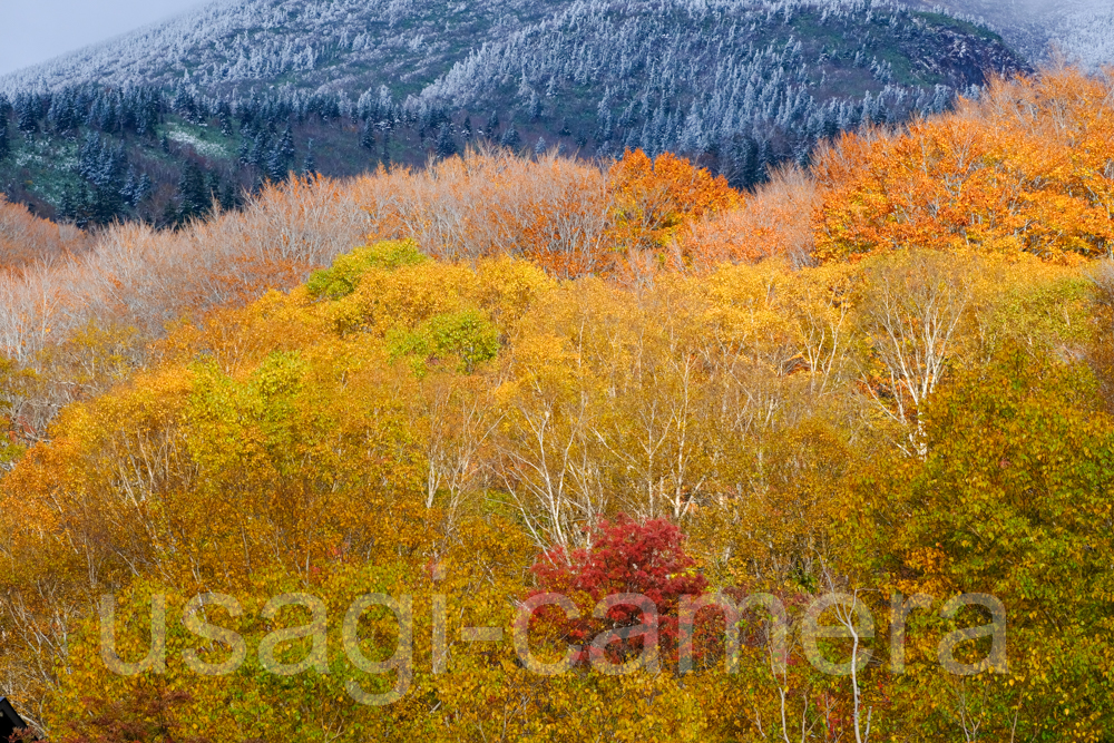 八甲田山の紅葉と雪