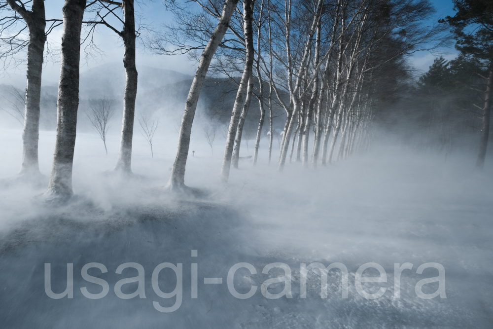 吹雪く岩手県民の森