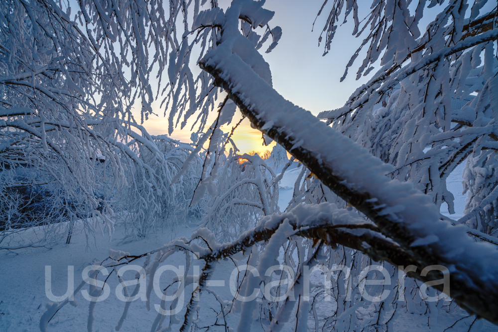 八幡平　着雪した木