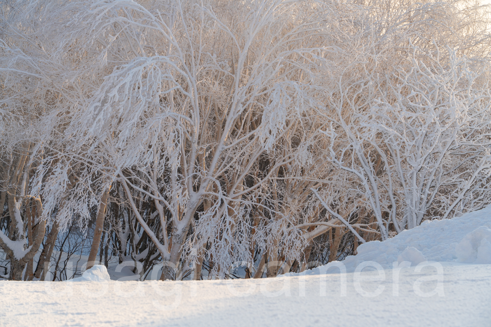 八幡平　着雪した木