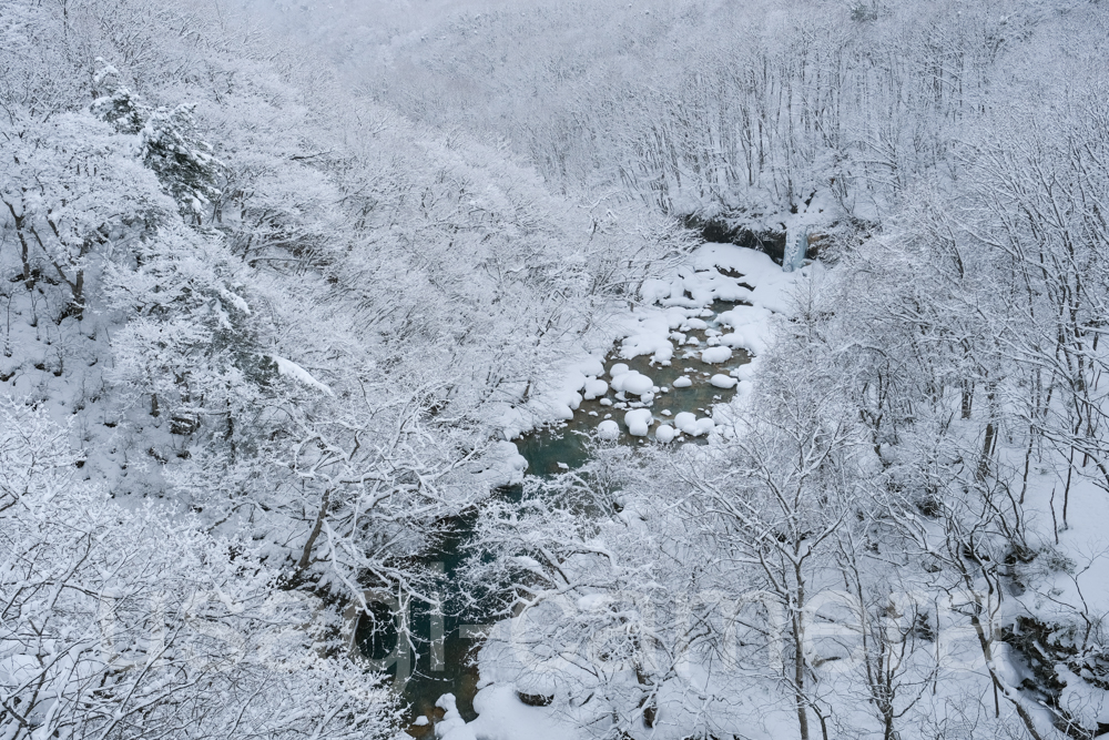 冬の森の大橋