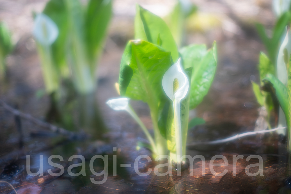 幼い水芭蕉