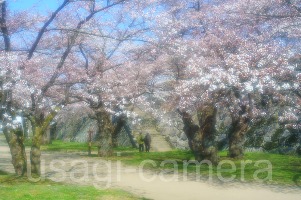 春の岩手公園