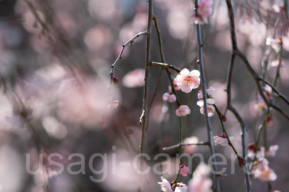 梅の花