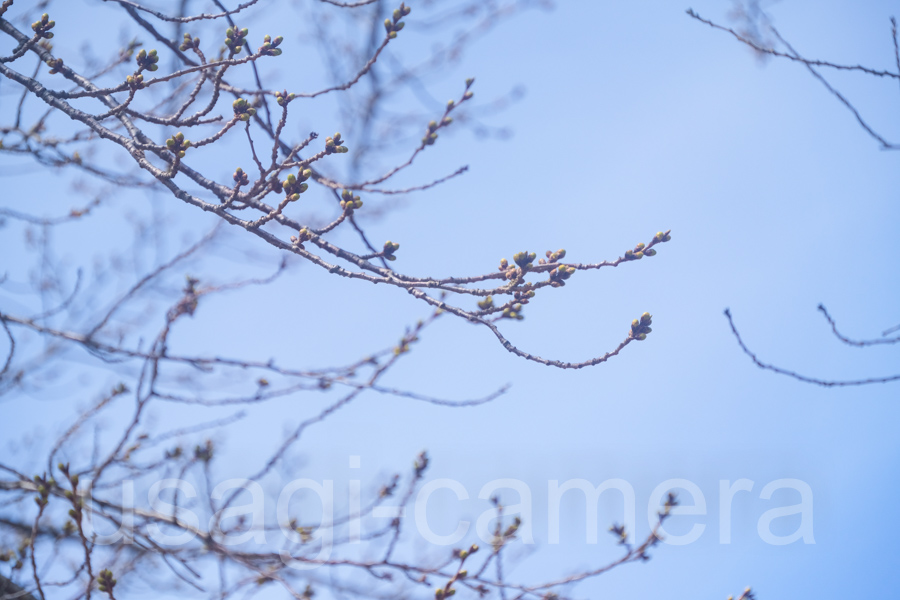 桜のつぼみ