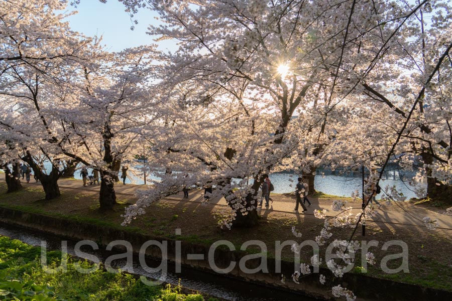 西壕の桜