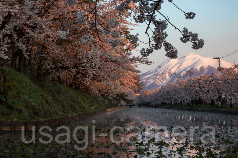 弘前公園の桜