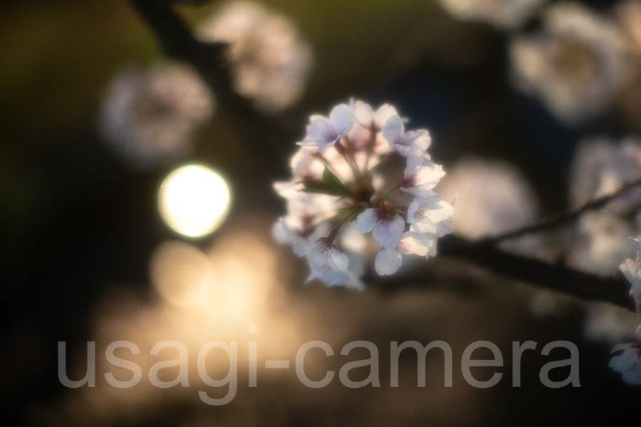 弘前公園の桜