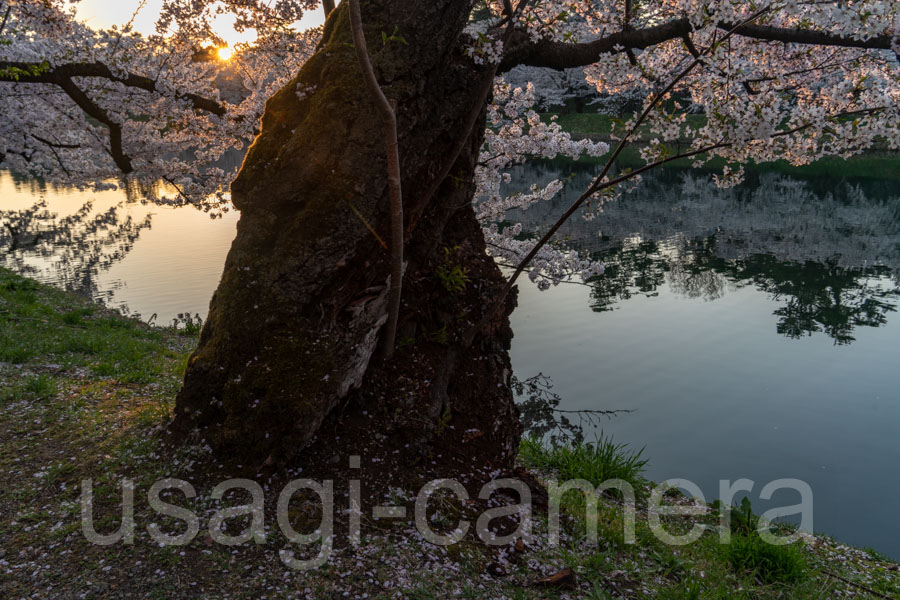 西壕の桜