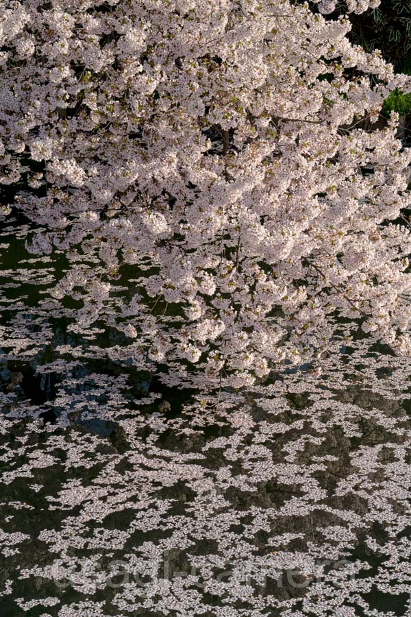 弘前公園の桜