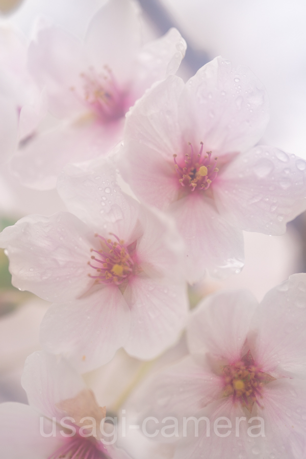 雨中の桜