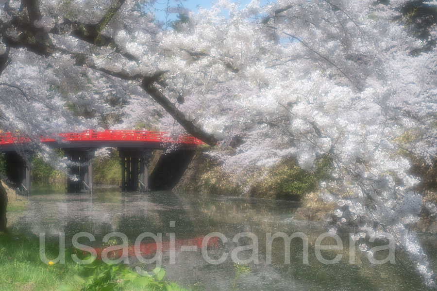 弘前公園の桜