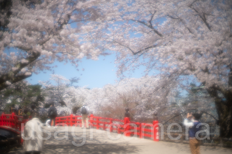 弘前公園の桜