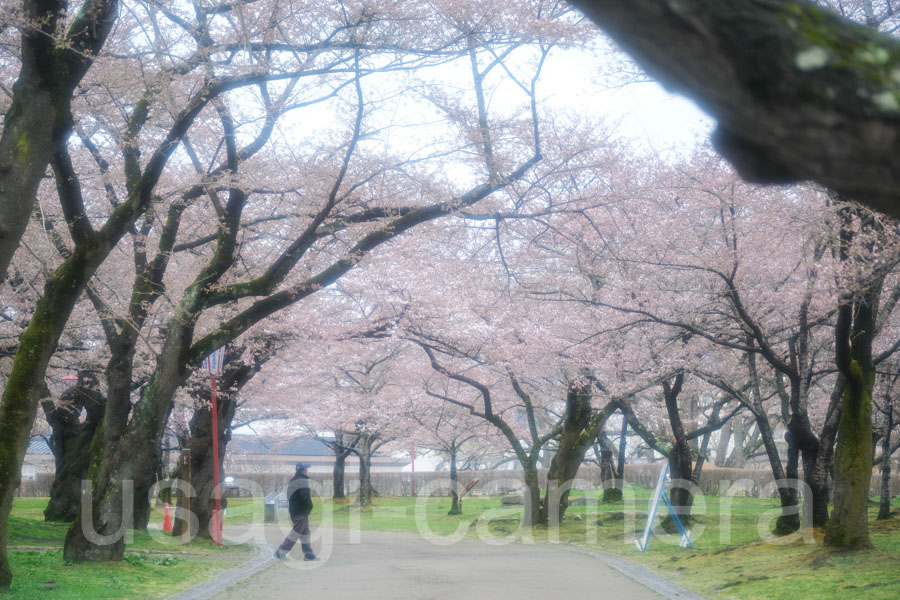 岩手公園の桜