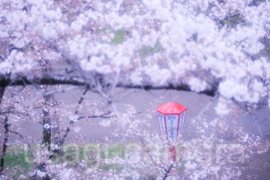 岩手公園の桜