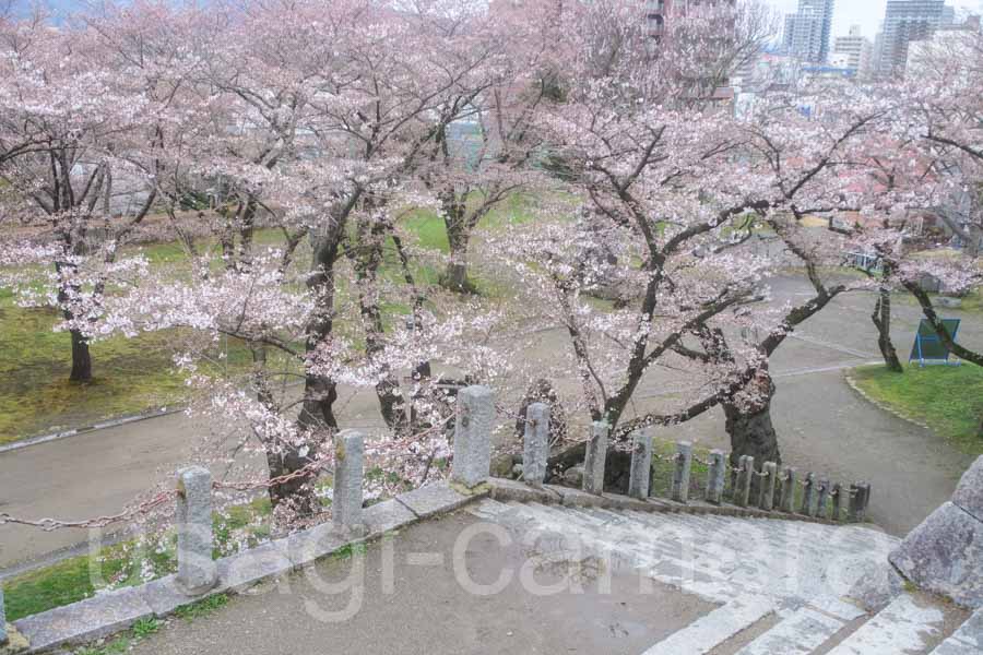 岩手公園の桜