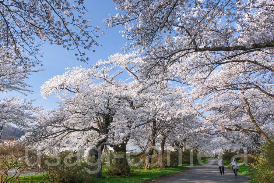 展勝地の桜