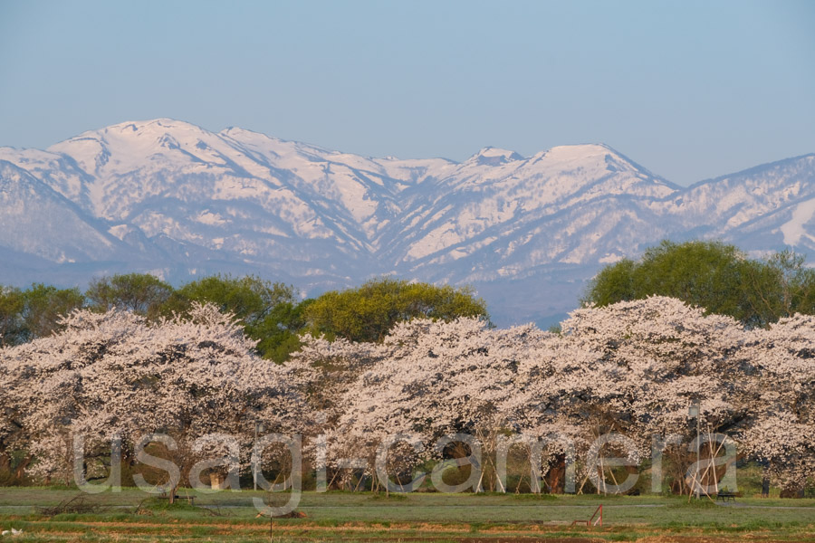 展勝地の桜