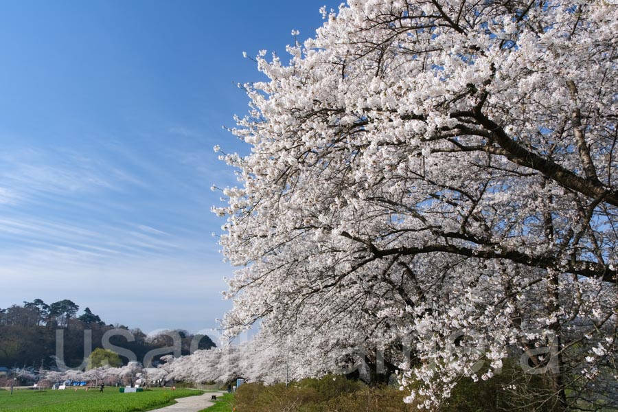 展勝地の桜