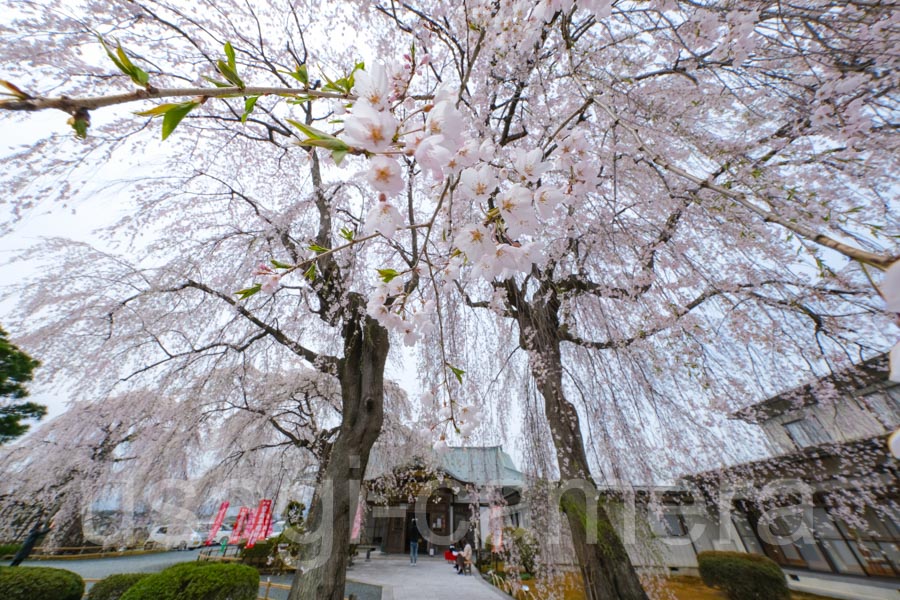 身照寺の枝垂れ桜