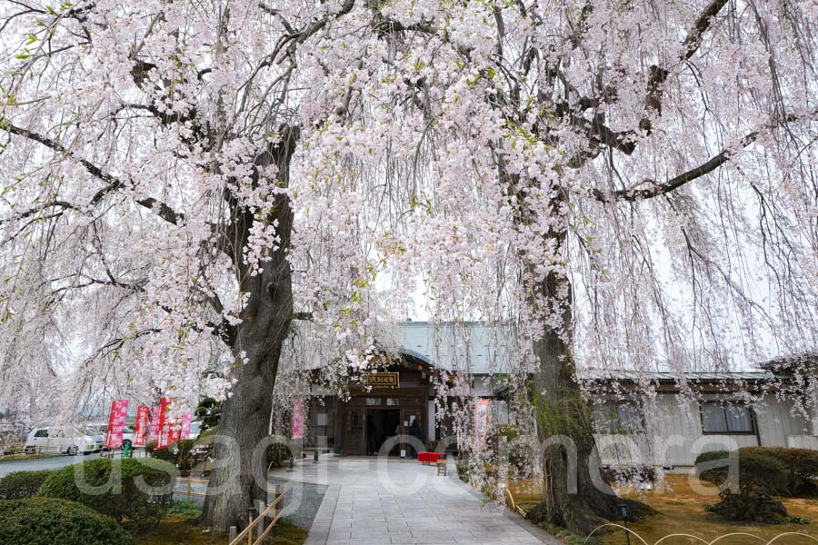 身照寺の枝垂れ桜