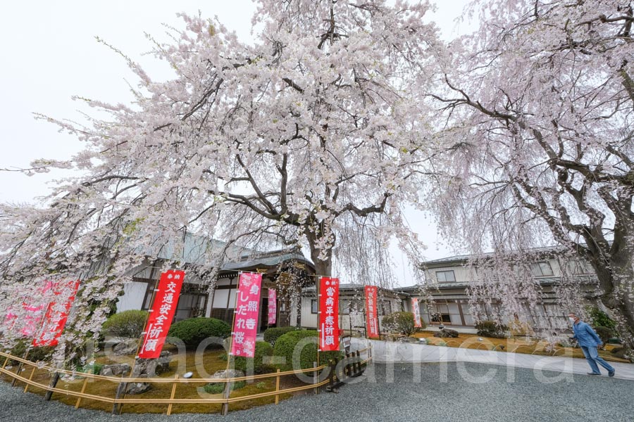 身照寺の枝垂れ桜