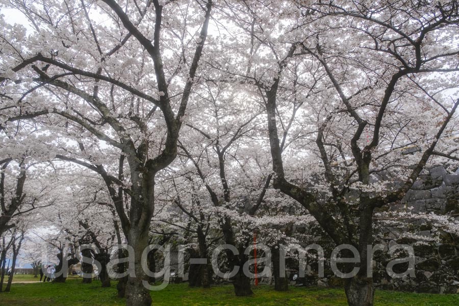 岩手公園の桜