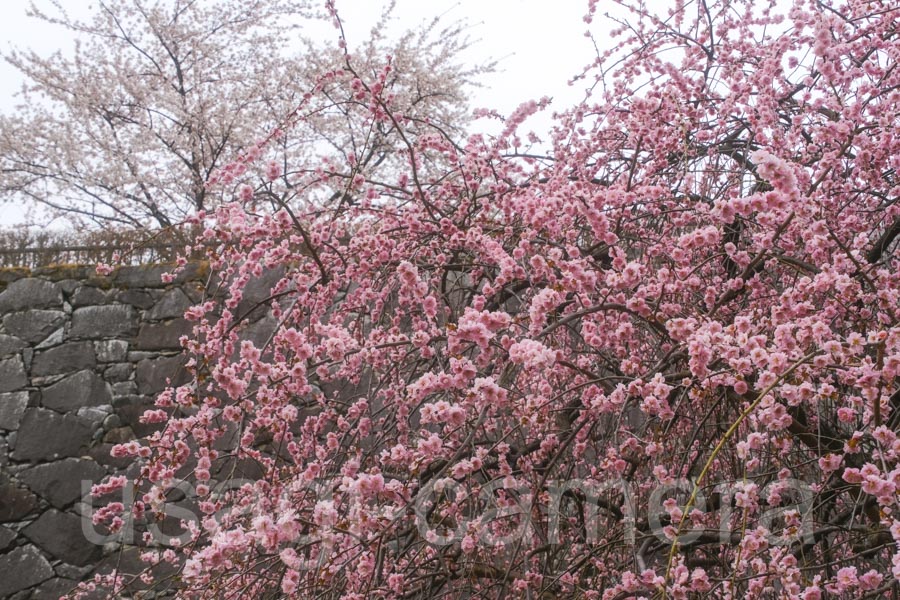 岩手公園の梅と桜