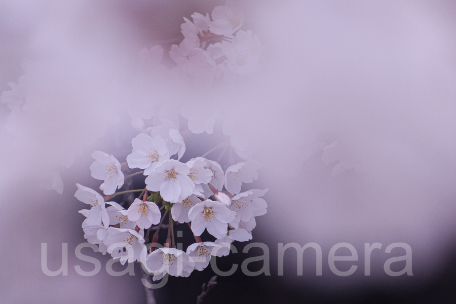 岩手公園の桜