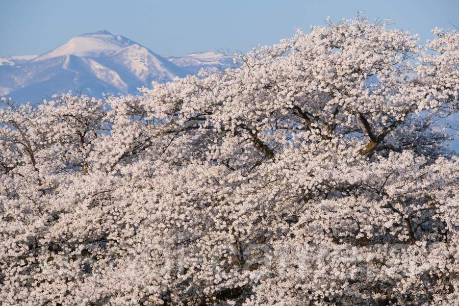 展勝地の桜