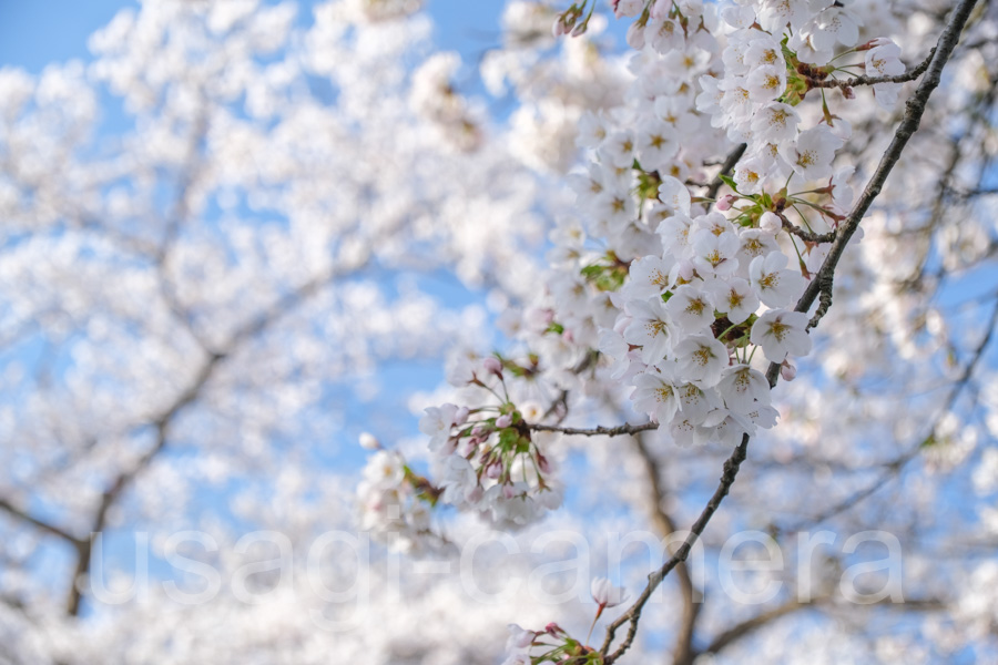 展勝地の桜