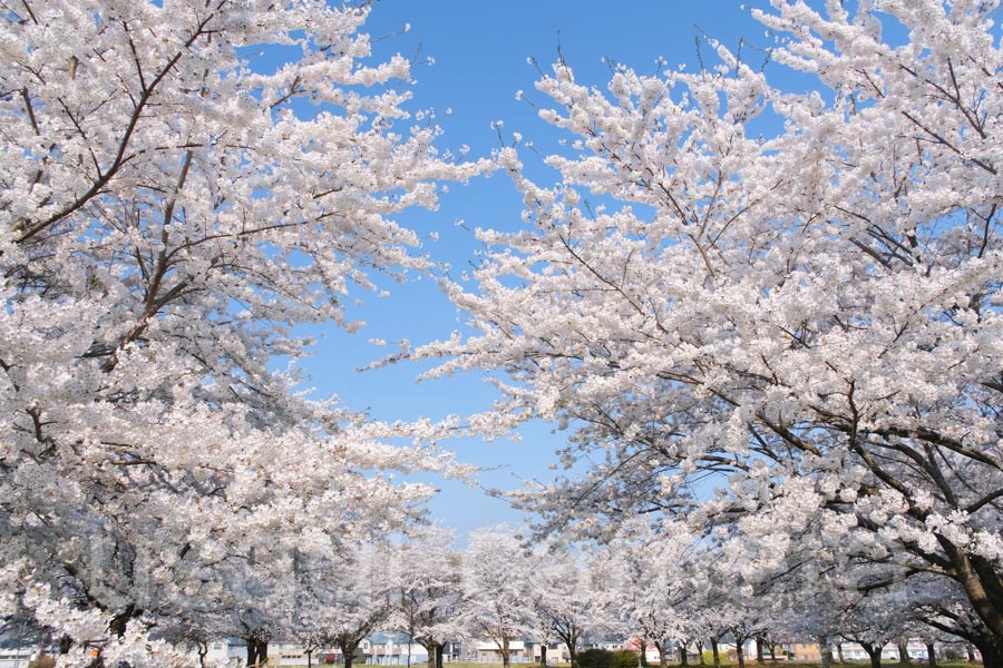 新井田公園の桜