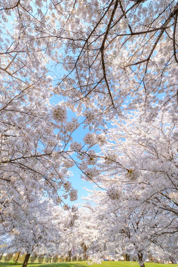 新井田公園の桜