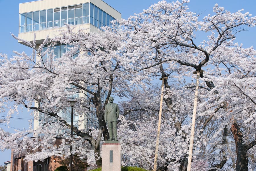 館鼻公園の桜