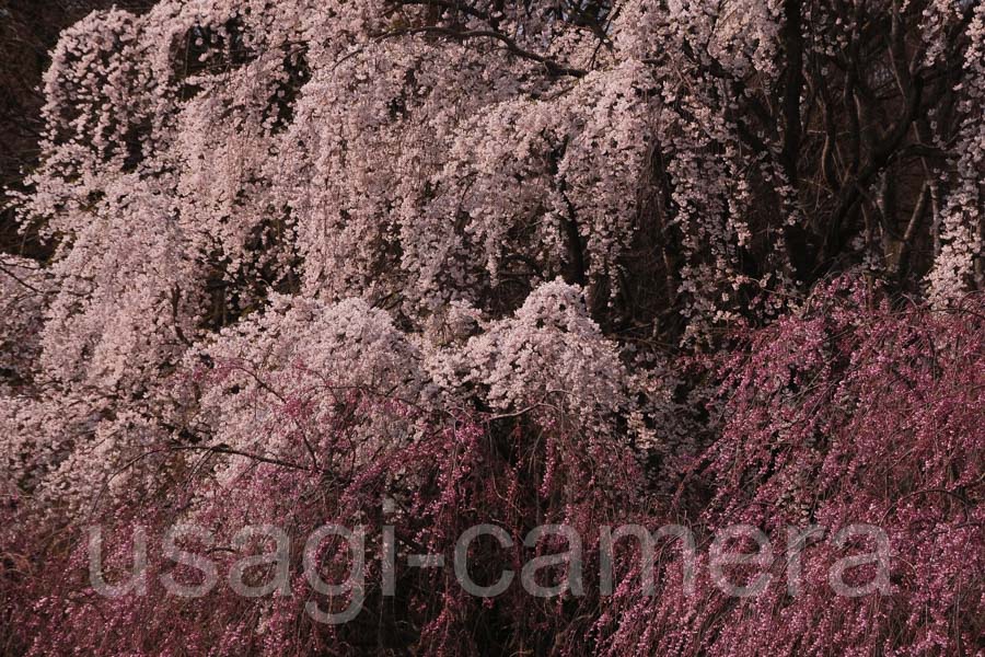 八戸公園の桜