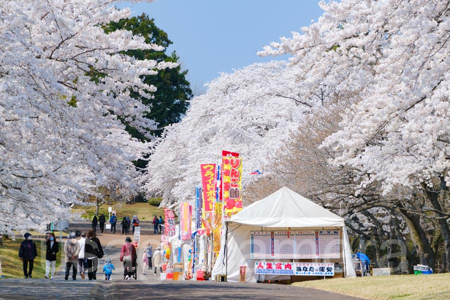 八戸公園の屋台