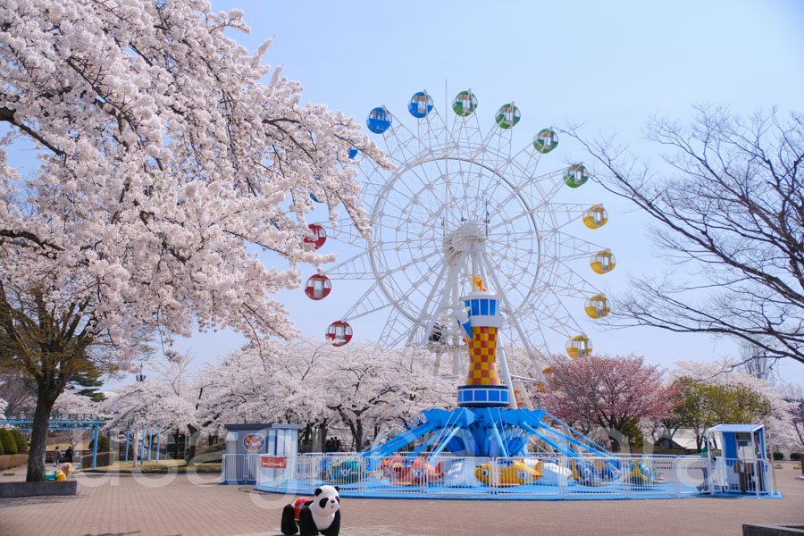 八戸公園の観覧車と桜