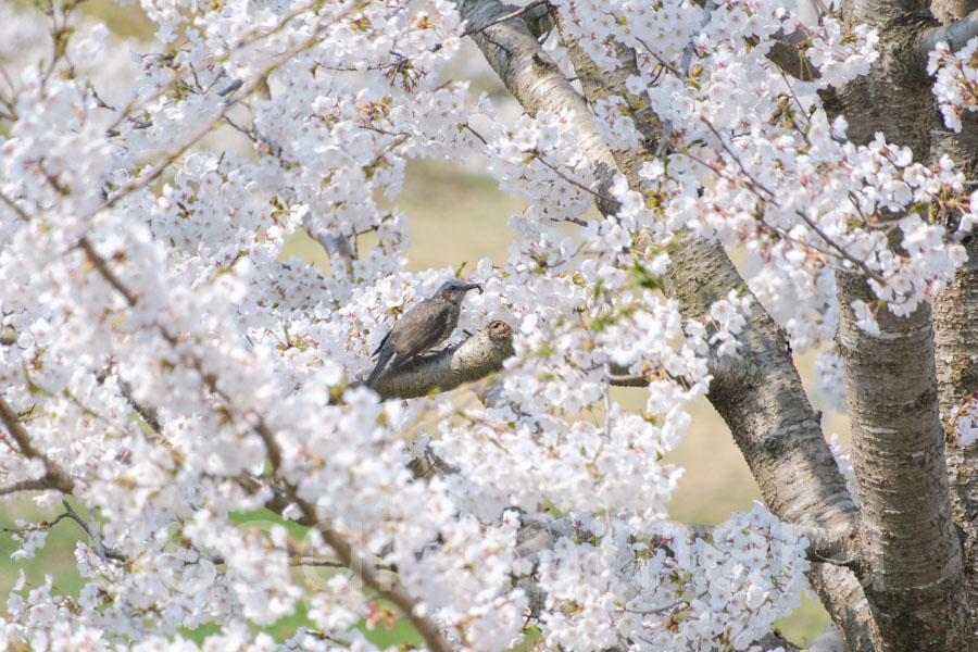 ヒヨドリと桜