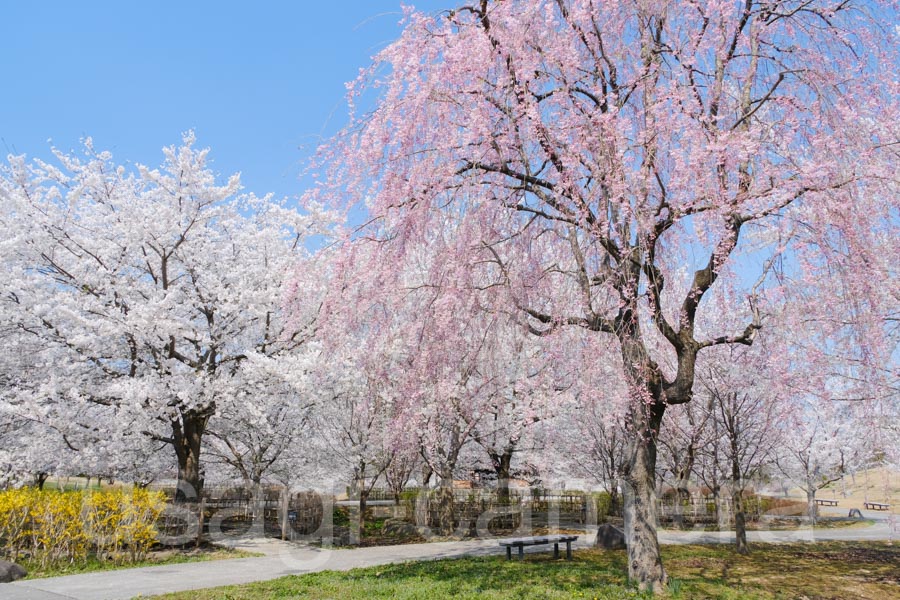 八戸公園の桜