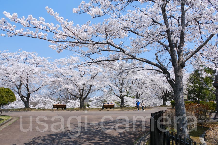 八戸公園の桜