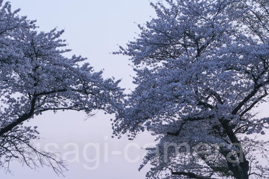 城山公園の桜