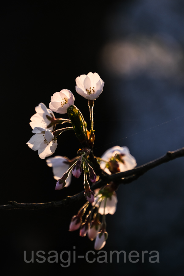 城山公園の桜