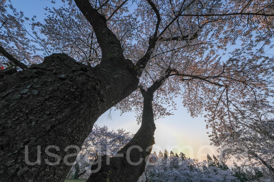 城山公園の桜